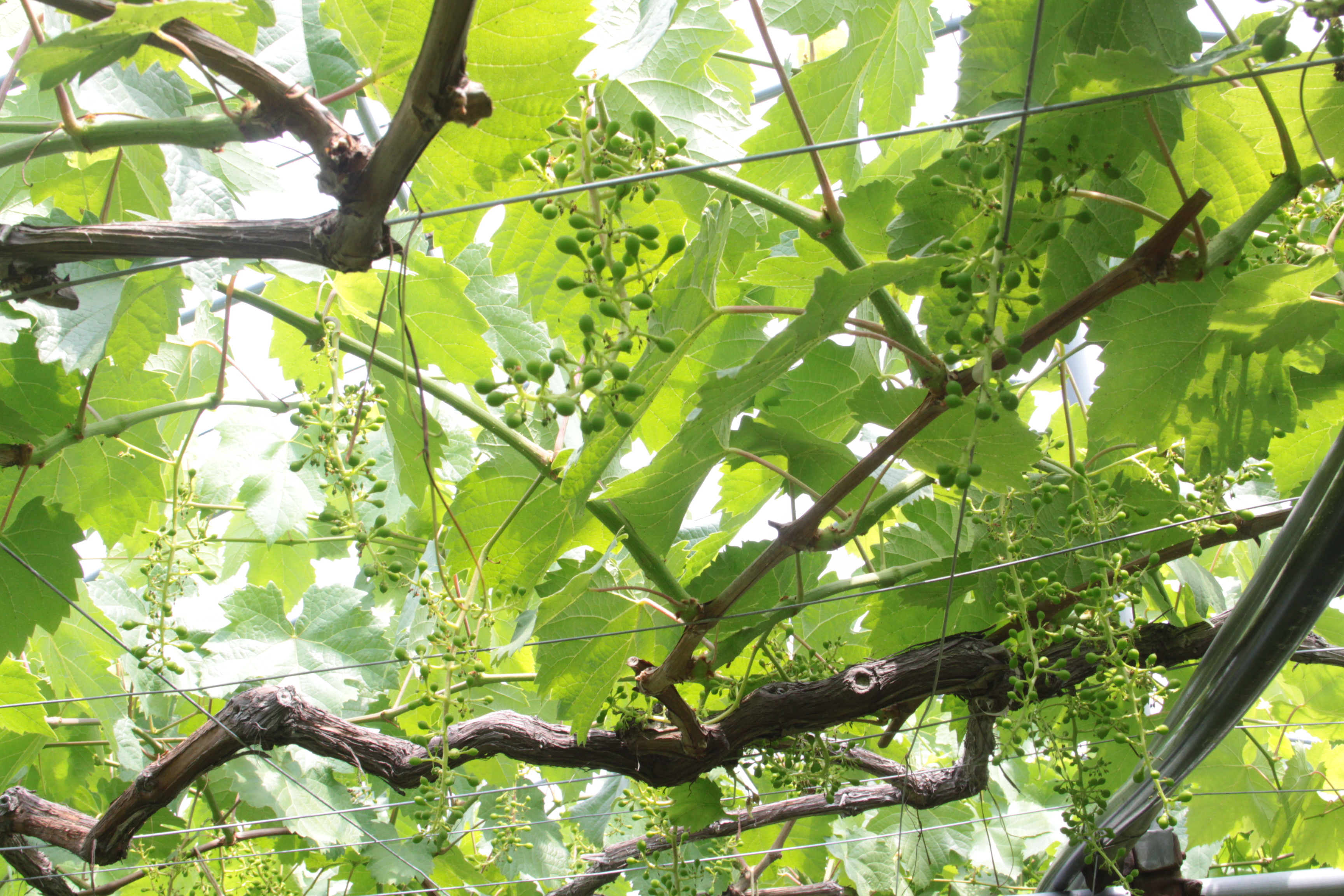 オンラインワイン品種別コース